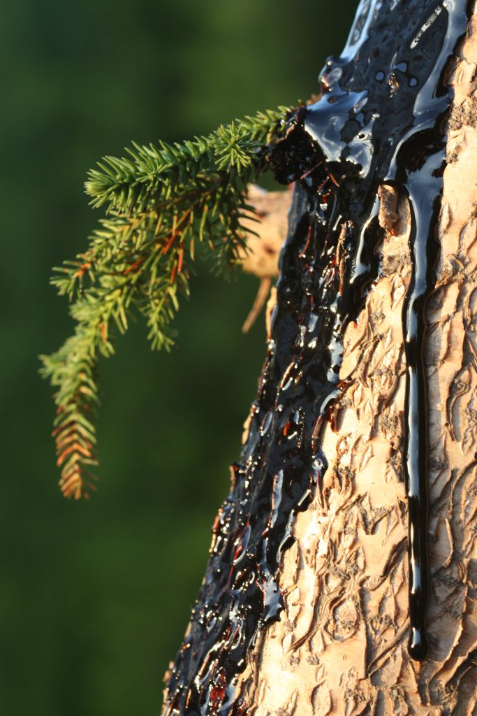 Çam katranı pine tar
